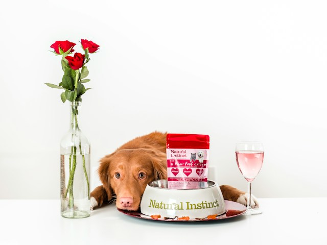 Challenges and opportunities for companies registering pet food in China Challenges and opportunities for companies registering pet food in China