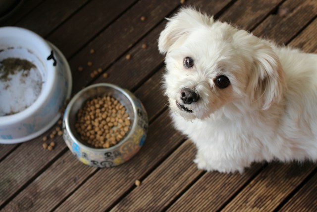 Cute puppy eating delicate dog food Cute puppy eating delicate dog food