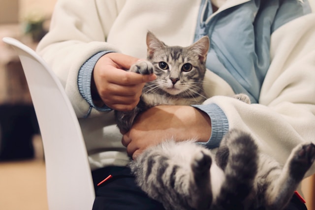 Introduction to China's veterinary drug registration system Introduction to China's veterinary drug registration system
