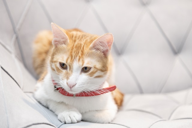Registration of veterinary diagnostic reagents Registration of veterinary diagnostic reagents